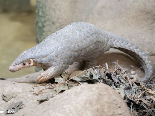 永續共學・自然共好，臺北市立動物園攜手企業夥伴啟動穿山甲保育教育計畫